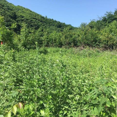 终南野生，五叶白毛，四年雪藏，终成佳品；烟熏火燎，扶阳祛湿，通经活络，妙用无穷——大爱无疆！