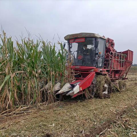 高陵开展玉米机收减损示范点损失率测定工作