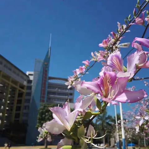 花城花开，速速来矣