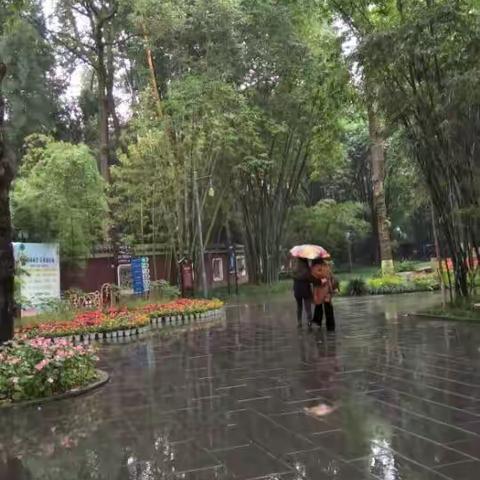 深秋细雨竹更青