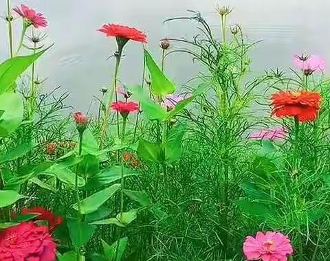 《你可知时光的芬芳》朗诵系列（01-01）