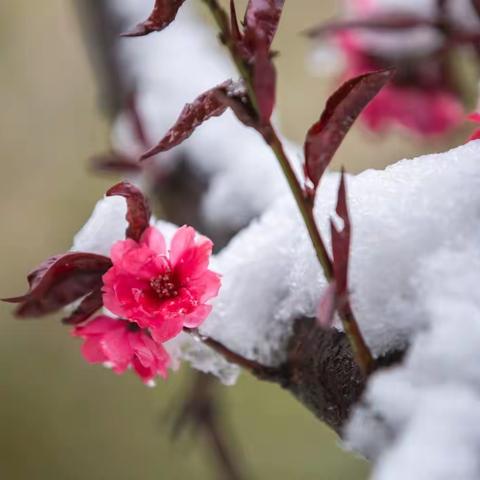 人间四月仍飞雪