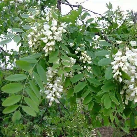 汪曾祺《槐花》赏读