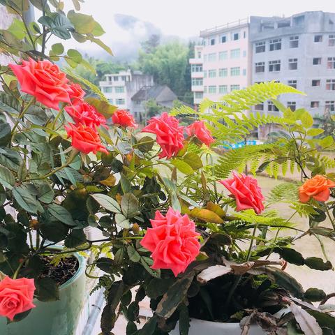 初夏- 花儿炫丽绽放