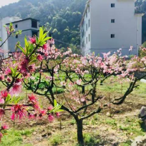 括苍803班廖妙娜五一假期活动——游于太平