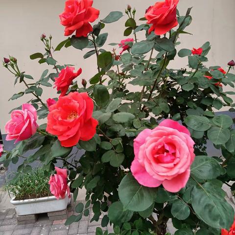 15131068855（谢全章）的美篇