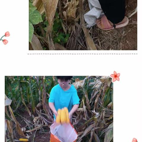 平乡县北周章联小“迎国庆，庆丰年”劳动实践活动全员参与