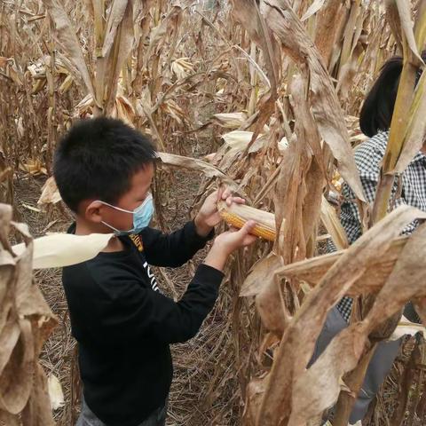 北周章联小全体学生“欢庆国庆，欢庆丰收”劳动实践活动，体验不一样的国庆节。