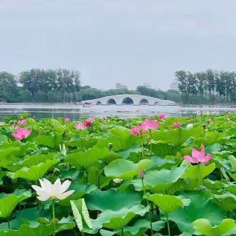 静静研学，欣欣向上——第一小学语文中心组成员7月总结