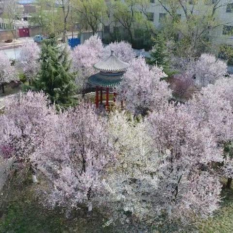 停课不停学   —— 春暖花开 静待你归来