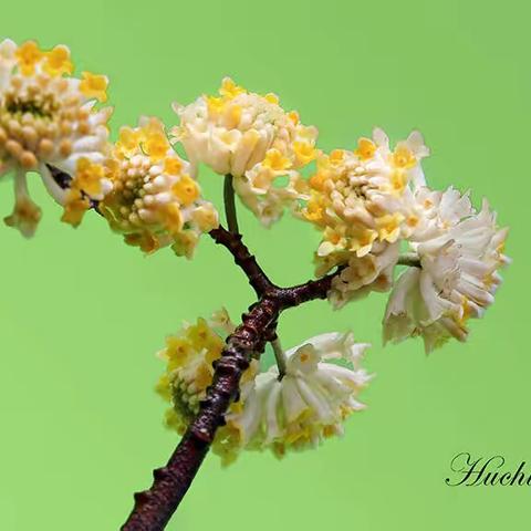 结香花开 春暖三月