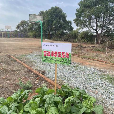 劳动之美，丰收之乐一一记珠湖乡丰产小学劳动课示范基地