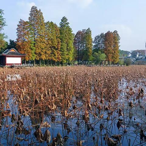 飒飒秋风送寂凉，残枝败叶满荷塘 · 武汉东湖磨山冬日残荷