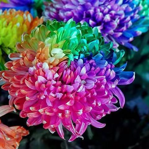 不是花中偏爱菊，此花开尽更无花 · 武汉第三十八届金秋菊展一瞥