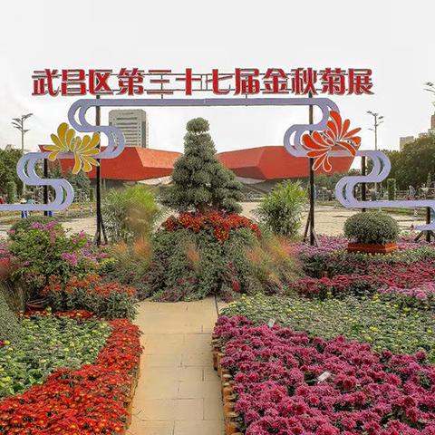 错过了春天的樱花、秋天之约还在，武汉第37届金秋菊展等着您！
