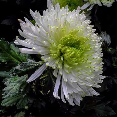 深秋时节百花凋零、唯有江城傲然怒放的秋菊，展示着自己的典雅之美！