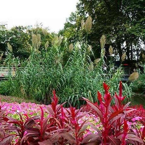 不觉初秋夜渐长，清风习习重凄凉 · 亮丽的武汉解放公园秋色一瞥