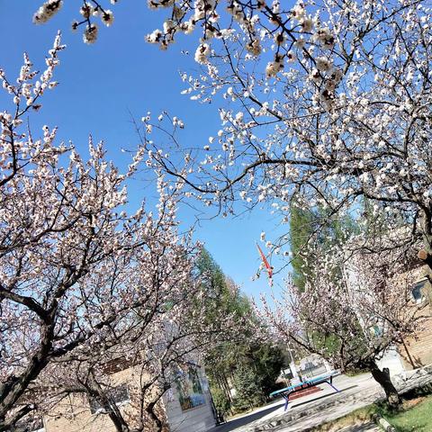 风景这边独好——列四坝小学校园之春