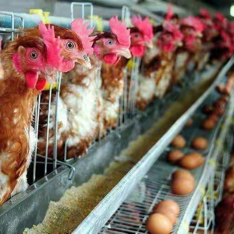 12月份鸡蛋价格行情分析