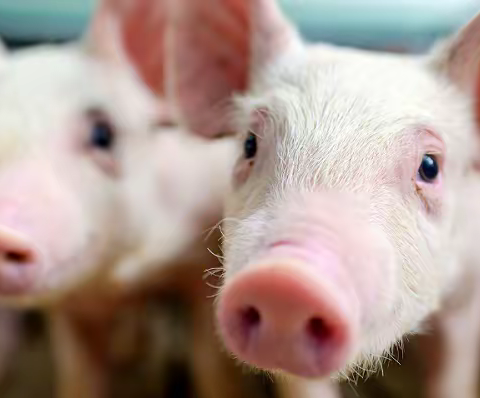 2023年12月13日生猪价格行情