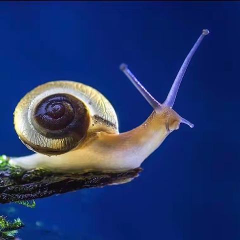 《蜗牛🐌》