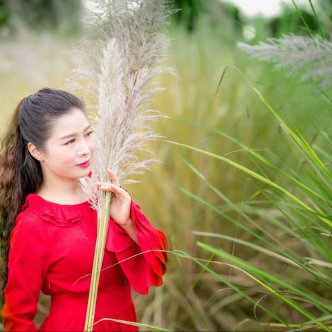 芦苇荡秋草黄