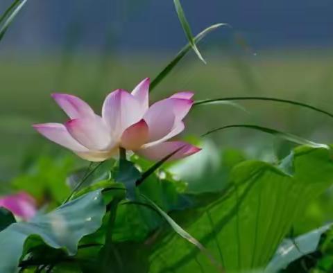 好事莲莲生态园花语点滴