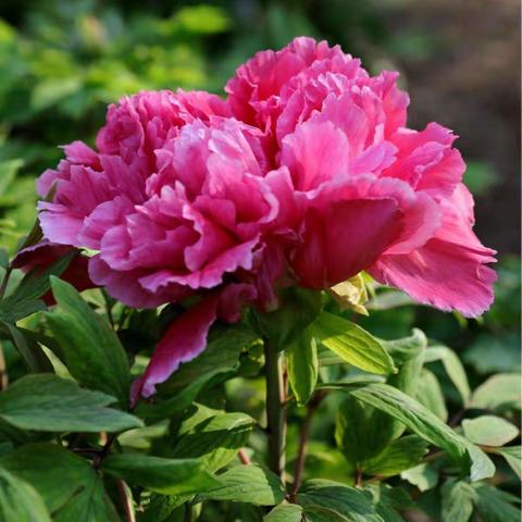 6月29日带您东方的小瑞士一万泉&江布拉克双景1日游！共赏盛开的牡丹花海，金莲花海，高山麦田！