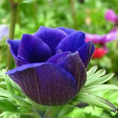 6月24日水晶格格带您南山小渠子赏草原花海徒步，寻找各种蘑菇，赏壮美的南天山美景，摄影放飞心情！