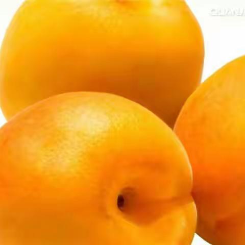 🍊🍊（纯玩68元）5月27日带您托克逊采摘杏子+桑葚体验采摘的乐趣纯玩一日游！