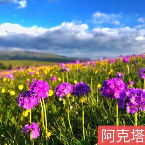 新线火车团活动5月26日周五晚-28日周日邀您未开发原生态花海秘境阿克塔斯观日出日落-…