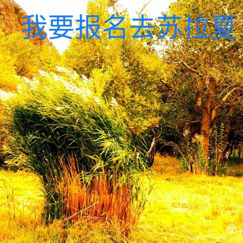 10月6日带您浪漫苏拉夏赏绚美秋景，柴窝堡AA吃辣子鸡休闲摄影一日游！