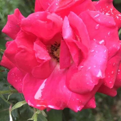 雨后的花，雨后的草，雨后的花花草草