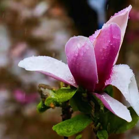 清明时节雪纷纷