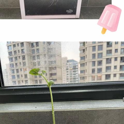 20210710种植第7天