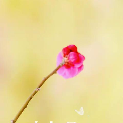 春花烂漫