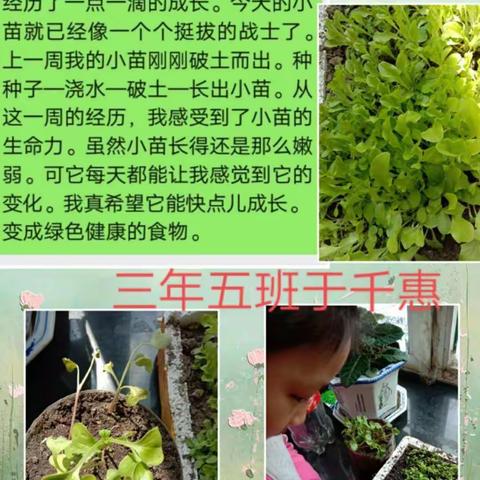 【玩转实验 感受生命——绿植栽培第四周】二实验小学三年五班