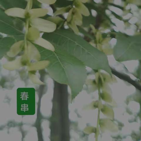 《醉琼枝·赞美春天》