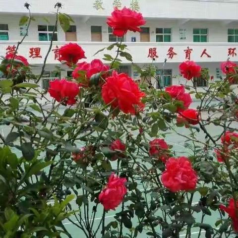 春暖花开，相约兴中——信宜市兴盛中学2020年春季学期学生返校指引