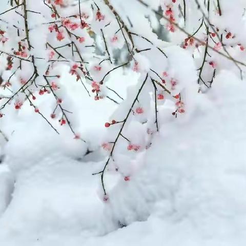 大寒 | 冬去春来，慎终如始