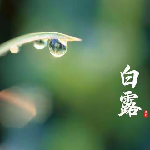 白露 | 一个无限诗意的节气