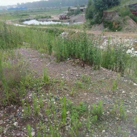 阴雨连绵不放松，沿河巡逻责任重。---西寨子小学防溺水沿河巡逻记