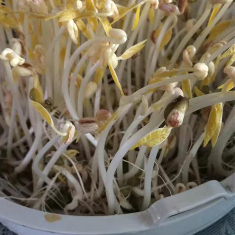 豆芽菜二吃