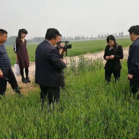 临漳县农牧局技术人员深入田间，调查小麦苗青