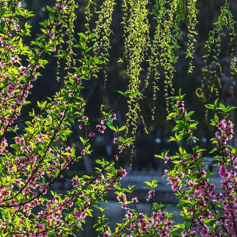 西湖桃花