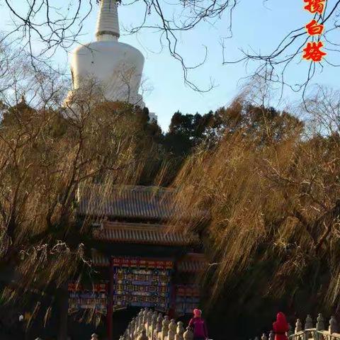 北海白塔 冬日之美一一暖阳西斜，冬风寒枝接；金丝万缕绕白塔，叹无缺。（自己照，自己写，自己念）