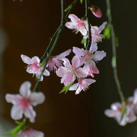 静听花开🌸🌸🌸