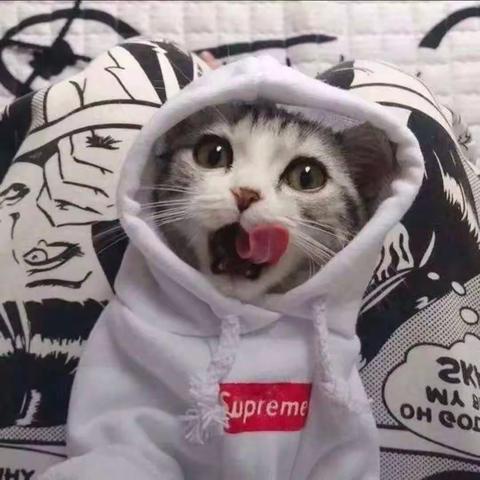 落花人无情付衍白朝朝最新小说完整版阅读(2022年11月04日推荐小说)