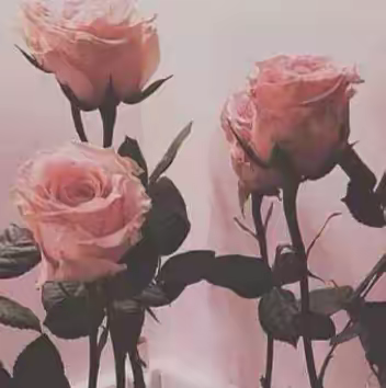 妈宝女回礼周雨晴林晗蒋冉冉最新小说完整版阅读(2022年11月04日推荐小说)