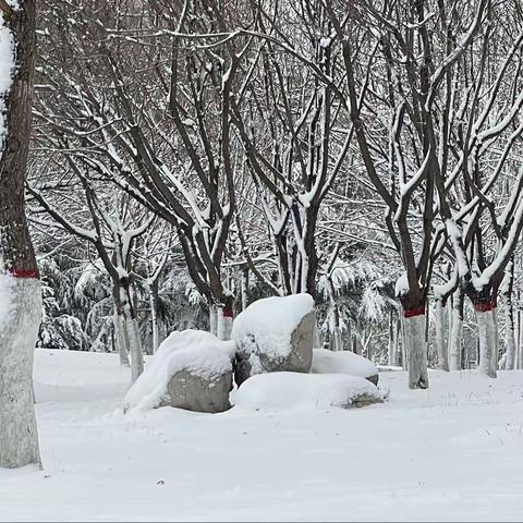 冬雪